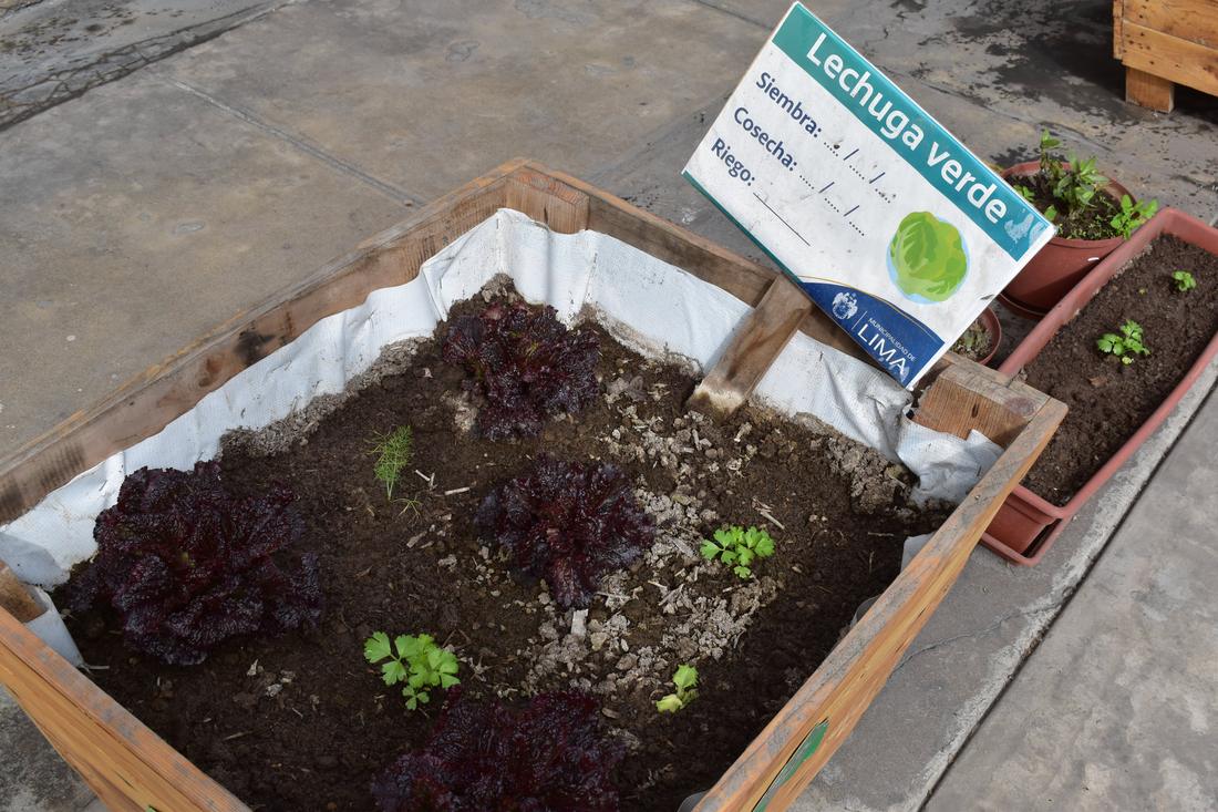 A street planter with red lettuce and parsley seedlings