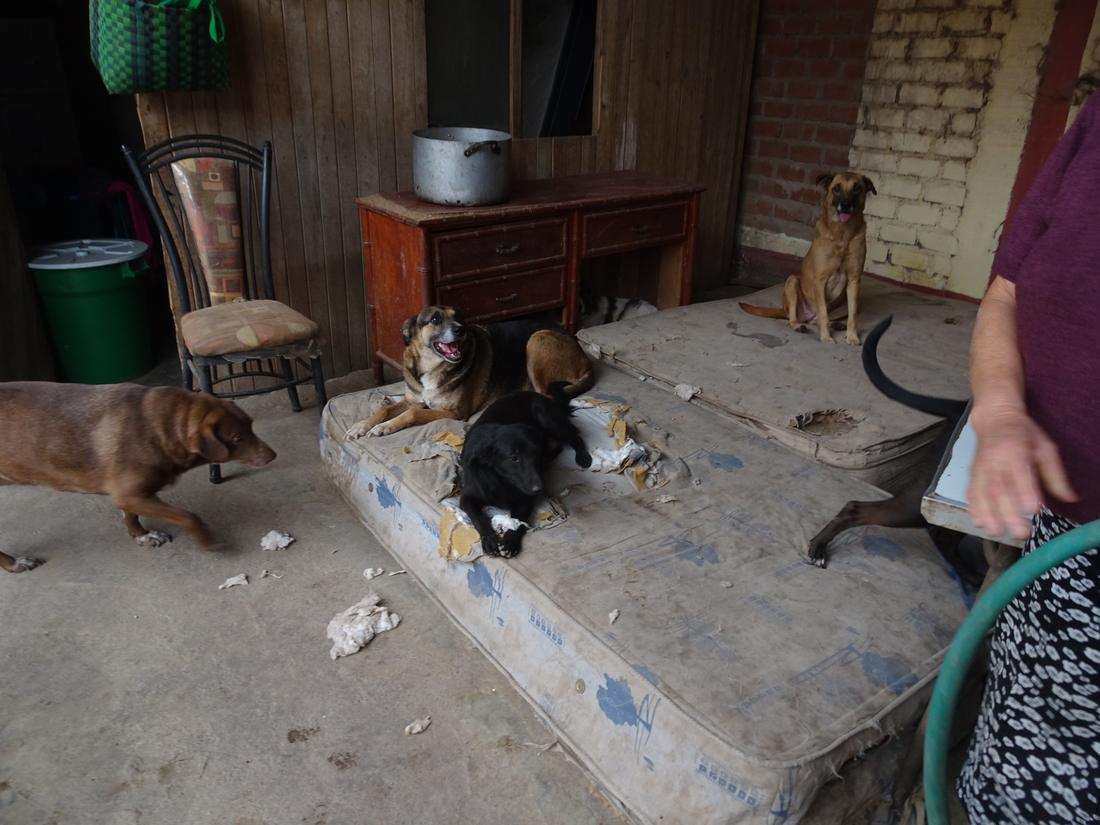 Dogs resting on torn, worn-out mattresses