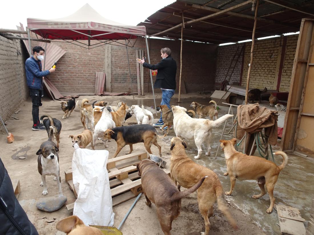 Volunteers among dozens of dogs in a walled dirt yard under a tin roof